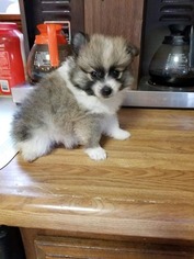 Pomeranian Puppy for sale in MONTGOMERY CITY, MO, USA