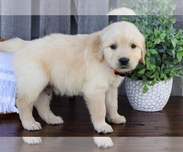 Medium Photo #3 English Cream Golden Retriever Puppy For Sale in NAPPANEE, IN, USA