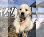 Small Photo #5 English Cream Golden Retriever Puppy For Sale in NEWVILLE, PA, USA