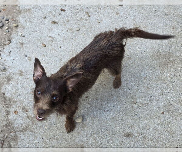 Medium Photo #2 Mutt Puppy For Sale in Woodsfield, OH, USA