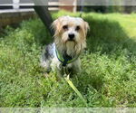 Small #4 Maltese Mix