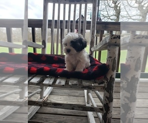 Havachon Puppy for sale in COTTAGE GROVE, TN, USA