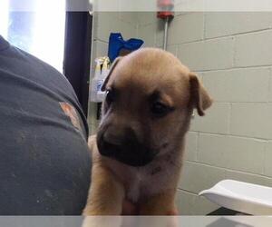 Mutt Dogs for adoption in Tulsa, OK, USA