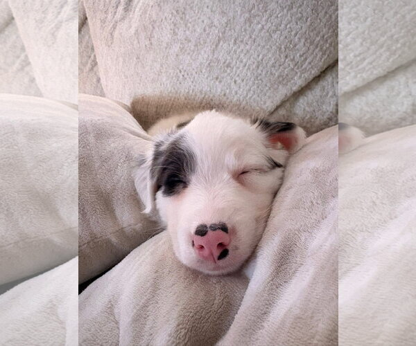 Medium Photo #4 Border Collie-Unknown Mix Puppy For Sale in Germantown, OH, USA