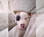 Small #3 Border Collie Mix