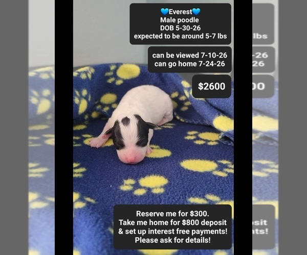 Medium Photo #1 Poodle (Toy) Puppy For Sale in TUCSON, AZ, USA