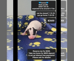 Poodle (Toy) Puppy for sale in TUCSON, AZ, USA