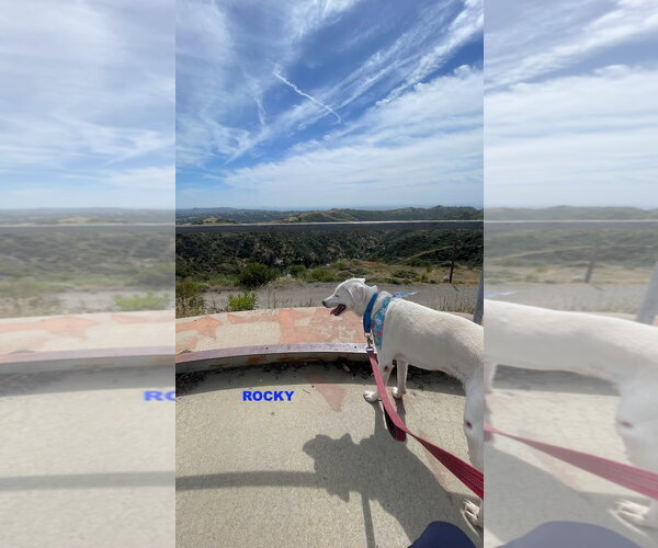 Medium Photo #5 Labrador Retriever-Unknown Mix Puppy For Sale in Woodland Hills, CA, USA