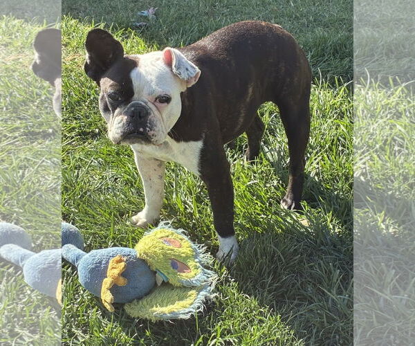 Medium Photo #3 Boston Terrier Puppy For Sale in Hesperia, CA, USA