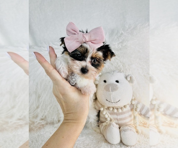 Medium Photo #5 Yorkshire Terrier Puppy For Sale in DACULA, GA, USA