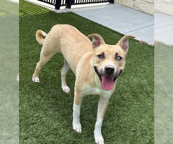 Medium Photo #2 Mutt Puppy For Sale in Baytown, TX, USA