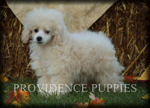 Medium Photo #87 Poodle (Miniature) Puppy For Sale in COPPOCK, IA, USA