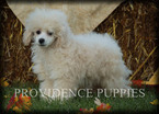 Small Photo #87 Poodle (Miniature) Puppy For Sale in COPPOCK, IA, USA