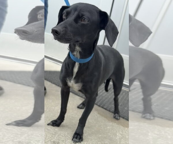 Medium Photo #1 Dachshund-Unknown Mix Puppy For Sale in Sanford, FL, USA