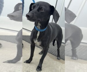 Dachshund-Unknown Mix Dogs for adoption in Sanford, FL, USA