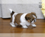 Small Photo #11 Shih Tzu Puppy For Sale in CLARE, MI, USA