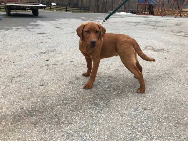 Medium Photo #9 Labrador Retriever Puppy For Sale in BUCK, PA, USA