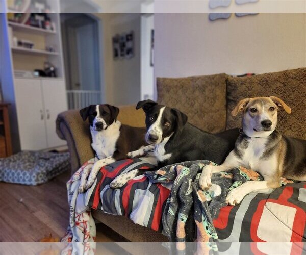 Medium Photo #2 Mutt Puppy For Sale in Poplar Bluff, MO, USA