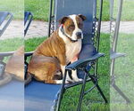 Small #9 American Pit Bull Terrier Mix