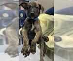 Small German Shepherd Dog Mix