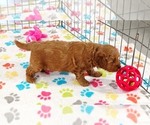 Small #2 Cavapoo mix (+ Poodle Miniature)
