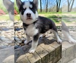 Small Photo #1 Siberian Husky Puppy For Sale in CASEYVILLE, IL, USA