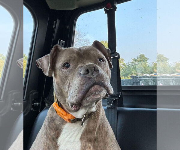 Medium Photo #4 Boxer-Unknown Mix Puppy For Sale in Germantown, OH, USA