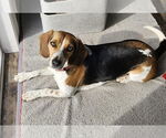 Small #1 Beagle Mix