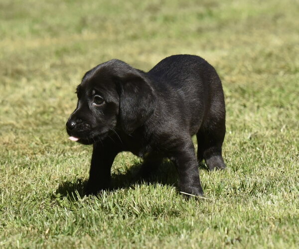 Medium Photo #6 Dachsador Puppy For Sale in Mechanicsburg, PA, USA