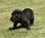 Small #5 Dachsador