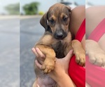 Puppy 3 Doberman Pinscher-Irish Wolfhound Mix