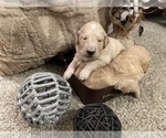 Small Photo #12 Goldendoodle Puppy For Sale in LITTLE FLOCK, AR, USA