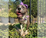 Small #10 Bullboxer Pit