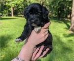 Small Photo #37 Golden Mountain Doodle  Puppy For Sale in BROKEN ARROW, OK, USA