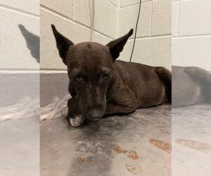 Labrador Retriever-Rat Terrier Mix Dogs for adoption in Corpus Christi, TX, USA