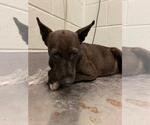 Small Labrador Retriever-Rat Terrier Mix