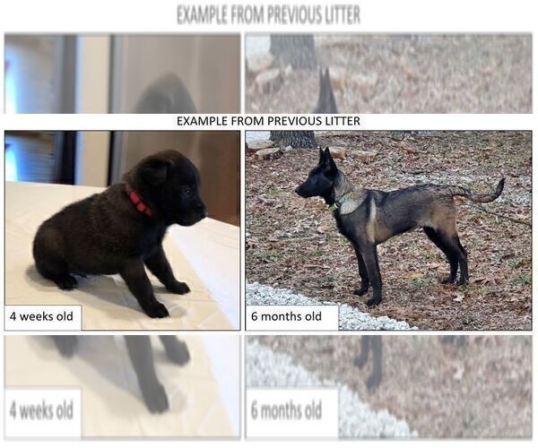 Medium Photo #5 Belgian Malinois Puppy For Sale in LABADIE, MO, USA