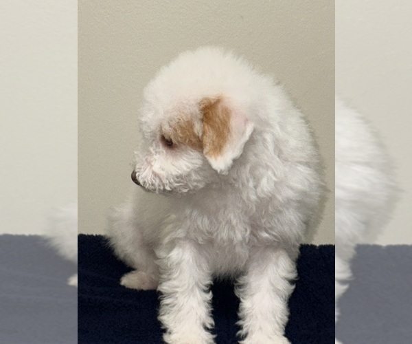 Medium Photo #18 Pom-A-Poo Puppy For Sale in OWINGS, MD, USA