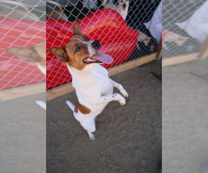 Brody #6265 - Male Basenji Dog for Adoption - Photo #4