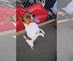 Small Photo #4 Basenji Puppy For Sale in Studio City, CA, USA
