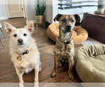 Small Photo #2 Mutt Puppy For Sale in Aurora, CO, USA