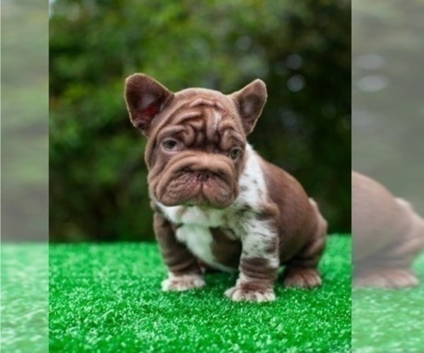 Medium Photo #1 French Bulldog Puppy For Sale in ATLANTA, GA, USA