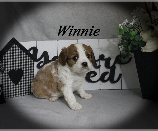 Medium Photo #12 Cavalier King Charles Spaniel Puppy For Sale in CHANUTE, KS, USA