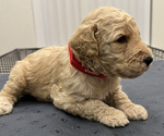 Puppy Puppy Red Goldendoodle