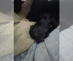 Small #1 Labradoodle-Labrador Retriever Mix