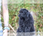 Small #44 Poodle (Toy)