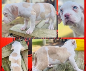 American Bully Puppy for Sale in TRENTON, New Jersey USA