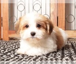 Small Photo #13 Havanese Puppy For Sale in NAPLES, FL, USA