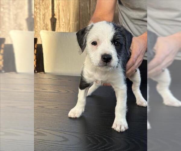 Medium Photo #1 Staffordshire Bull Terrier-Unknown Mix Puppy For Sale in Santa Cruz, CA, USA