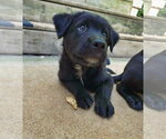 Small #8 Shepweiller
